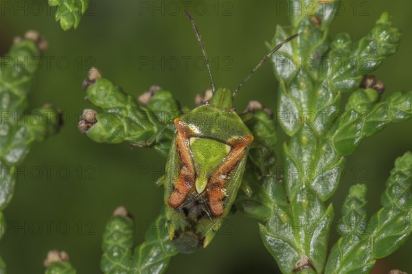 Sting bug Buntrock (Cyphostetus tristiatus on green leaves of Thuja plant in nature,