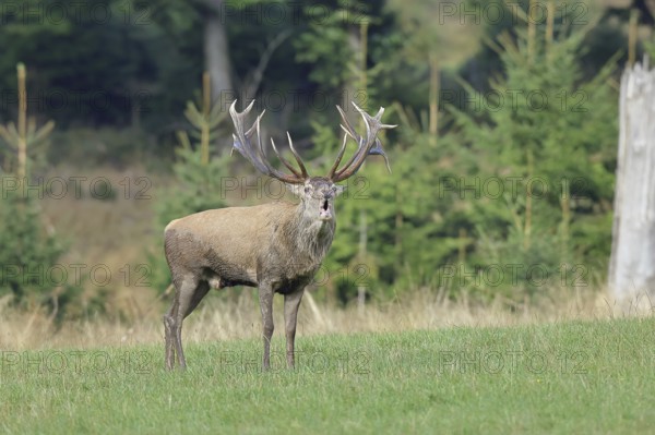 Red deer (Cervus elaphus) during the rutting season, a large stag roaring in a forest clearing,