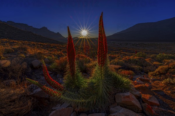 Sun star during the golden hour in Teide National Park with red tajinasts in the foreground