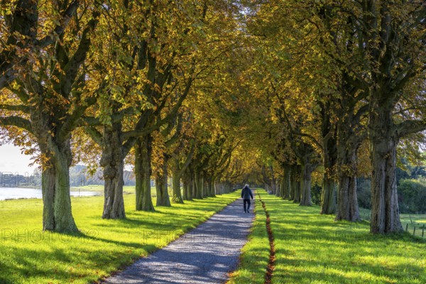 Dense chestnut tree avenue at the Rhine dike near Neuss, Deichallee, autumn, colourful leaves,