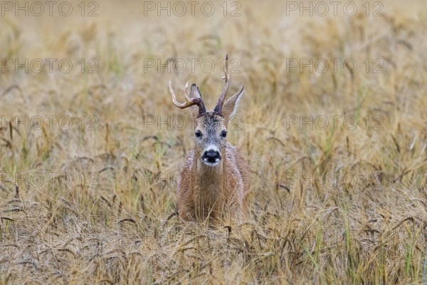 European roe deer (Capreolus capreolus) buck, male with deformed antlers showing distorted spike in