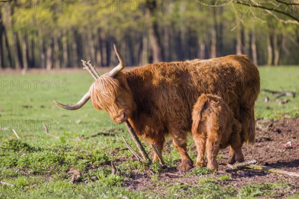 One Highland cow (Bos primigenius) taurus) and her calf stand on a meadow. A forest is in the