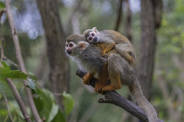 One female Central American squirrel monkey, Saimiri oerstedii, carrying her baby. Green vegetation