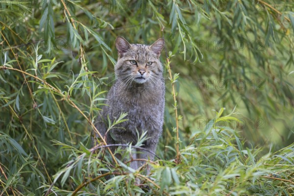 One European wildcat, Felis silvestris silvestris, sitting in a green weeping willow tree. Green