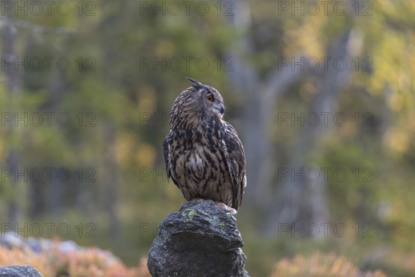 One Eurasian Eagle Owl, Bubo bubo, sitting on grey rocks, a green forest in the background. Early