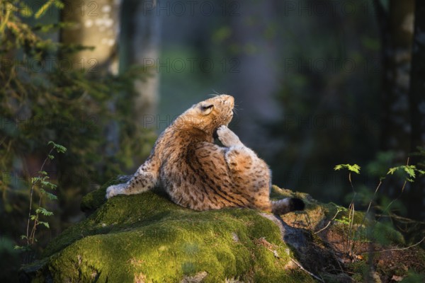 Eurasian Lynx or Northern Lynx (Lynx lynx), adult animal scratching its ear with its hind leg, in