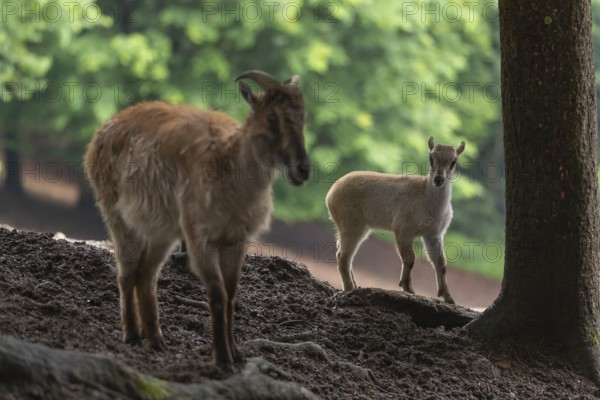 A female Himalayan tahr (Hemitragus jemlahicus) stands on a forest edge with one young. In the