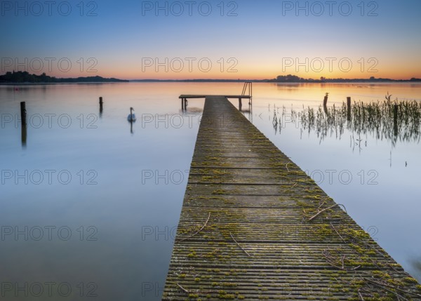 Wooden footbridge and swan at sunrise on Lake Schaalsee, Schaalsee Biosphere Reserve, Zarrentin,