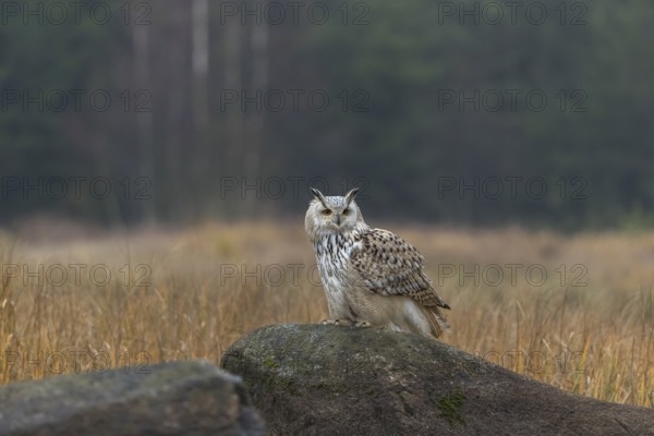One Siberian Eagle Owl (Bubo bubo sibiricus) sitting on a rock between tall reed grass lakeshore on