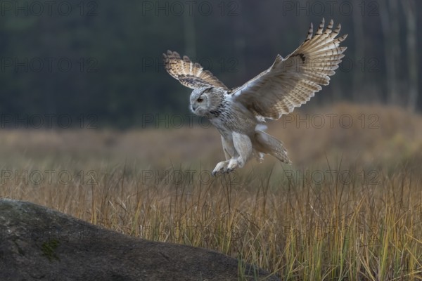 One Siberian Eagle Owl (Bubo bubo sibiricus) landing on a rock between tall reed grass lakeshore on