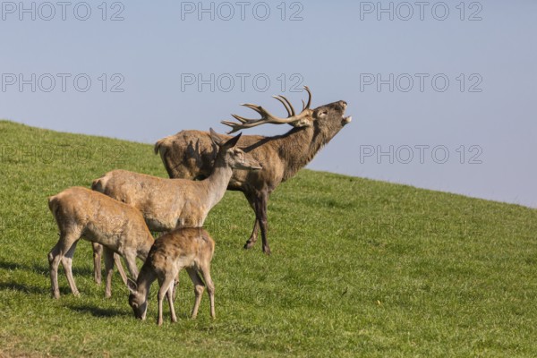 One Red Deer stag (Cervus elaphus) at the rutting season, standing on a meadow, calling. Some doe