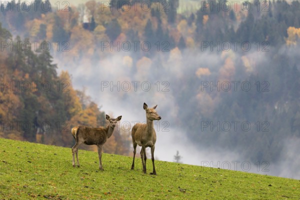 Two female red deer (Cervus elaphus) stand on a meadow. Early morning light with a forest in mist