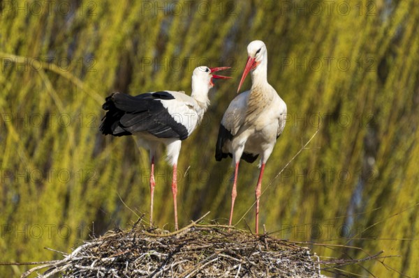 Two storks standing in the nest, one seems to be 'talking' to the other, willow in the background,
