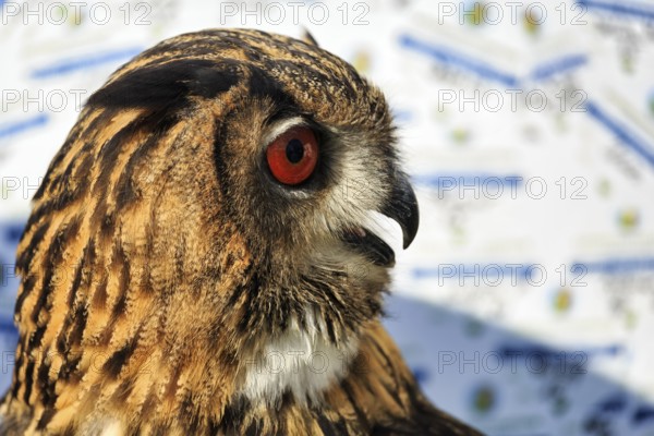 Bengal Eagle Owl (Bubo bengalensis), attentive gaze, captive, Bird Park, Berlebeck Eagle