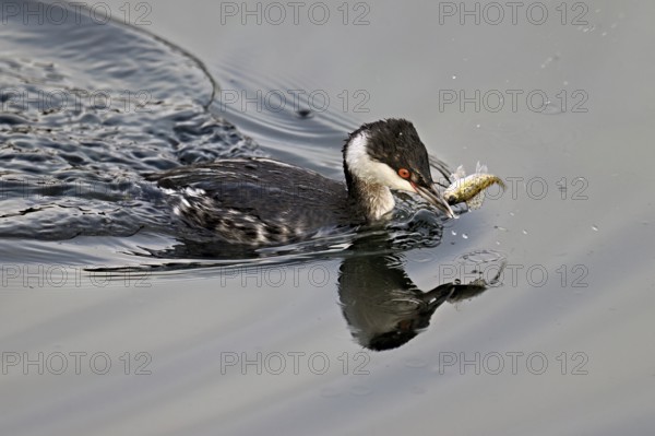 Slavonian grebe (Podiceps auritus), adult, in a white plumage, winter plumage, swimming with a fish