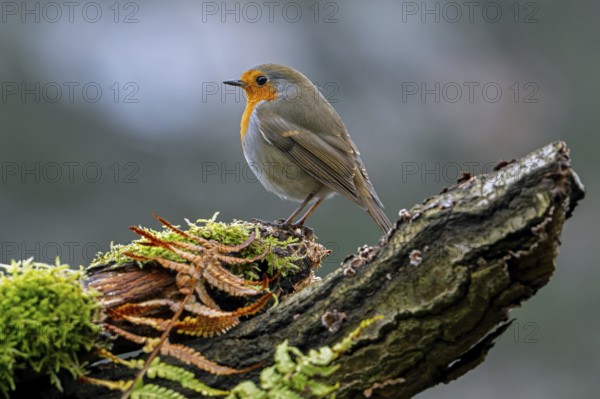 European robin (Erithacus rubecula) perched on tree stump looking for insects and other