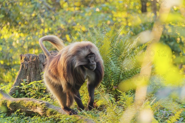 An adult male gelada (Theropithecus gelada), or bloodheart monkey, runs in beautiful light across a
