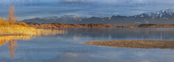 Untouched shore of Lake Chiemsee in autumn, reeds in the evening light, a gravel bank in front, the