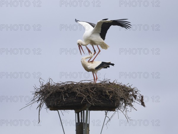 Weißstorch (Ciconia ciconia), brütendes adultes Paar am Nistplatz, kurz vor der Kopulation, Hessen,