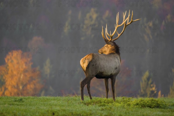 An Altai maral stag, Altai wapiti or Altai elk (Cervus canadensis sibiricus) stands on a meadow in