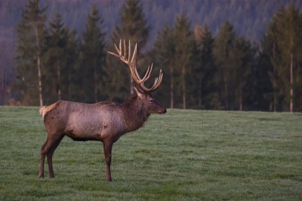 An Altai maral stag, Altai wapiti or Altai elk (Cervus canadensis sibiricus) stands on a meadow in