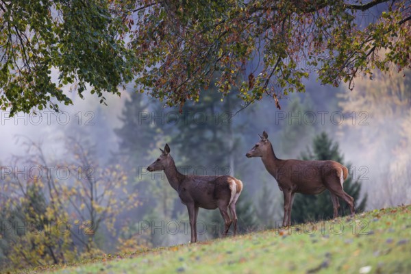 Two red deer hinds (Cervus elaphus) stand in a meadow, A forest with autumn leaves can be seen in