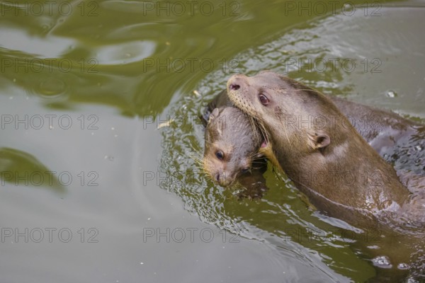 An adult giant otter or giant river otter (Pteronura brasiliensis) swims in a small river carrying
