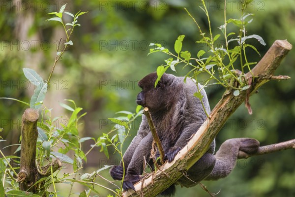 A common woolly monkey, brown woolly monkey, or Humboldt's woolly monkey (3) (Lagothrix