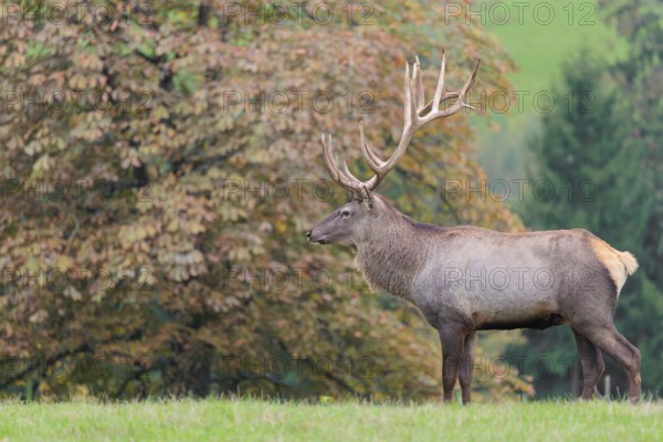 An Altai maral stag Altai wapiti or Altai elk (Cervus canadensis sibiricus) stands in a meadow in