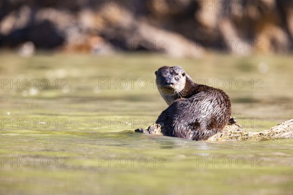 Southern river otter (Lontra longicaudis) Pantanal Brazil