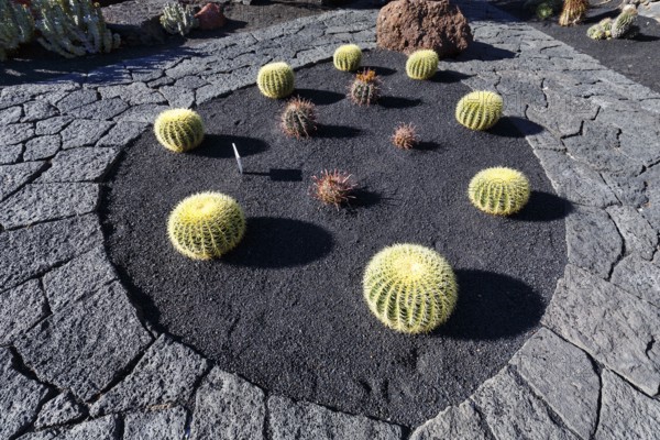 Spherical cactus in a bed, black lava stone, cactus garden, succulent garden Jardín de Cactus,