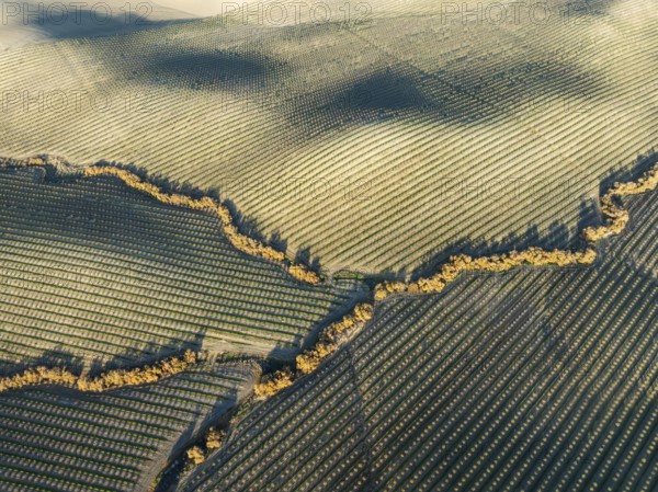 Cultivated almond trees (Prunus dulcis) and streams with riverine vegetation in the Campiña