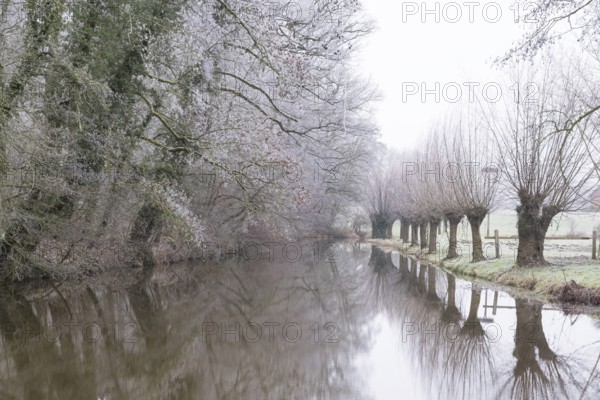 Pollarded willows on the Alstätter Aa near the Haarmühle, Münsterland, North Rhine-Westphalia,