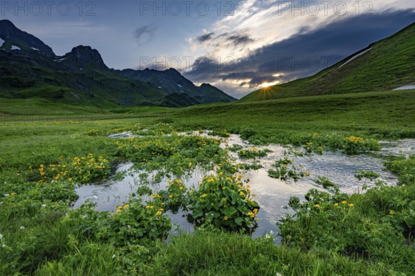 Summit in the morning light with dramatic clouds and marsh marigolds (Caltha) with stream in the