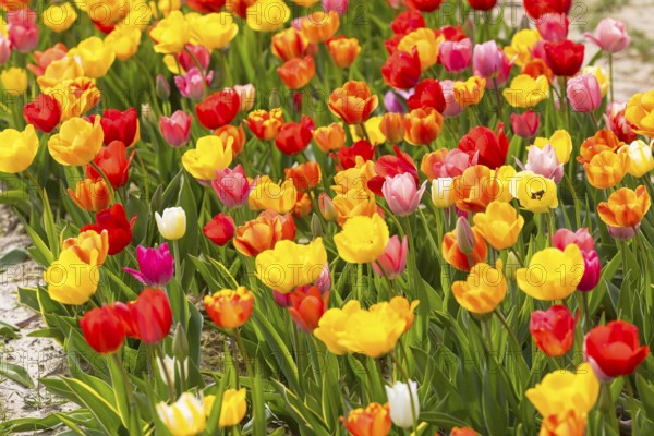 Colourful blooming tulips (tulpia) in a field for self-cutting flowers in Katzenberg, Nossen,