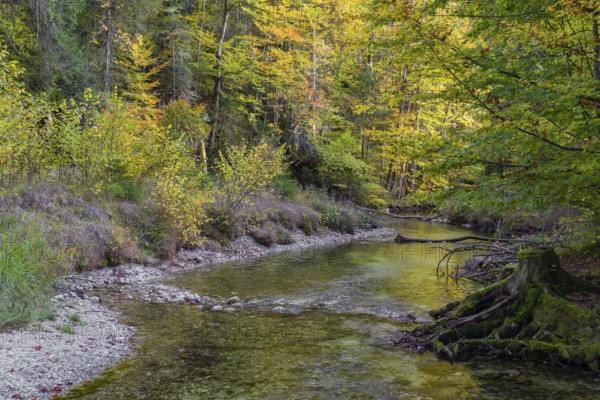 The Toplitz river begins at the western end of the Lake Toplitzsee as its only outflow. Its path
