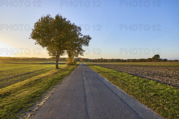 Landscape, trees, fields, sidelight, sunset, blue cloudless sky, Franz-Barca-Weg road, Hanstedt in