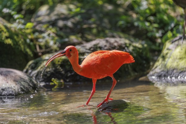 A scarlet ibis (Eudocimus ruber) stands on a stone lying in the shallow water of a riverbank and