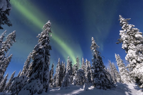Northern lights, Aurora borealis over snow covered spruce trees on the taiga in winter at night,