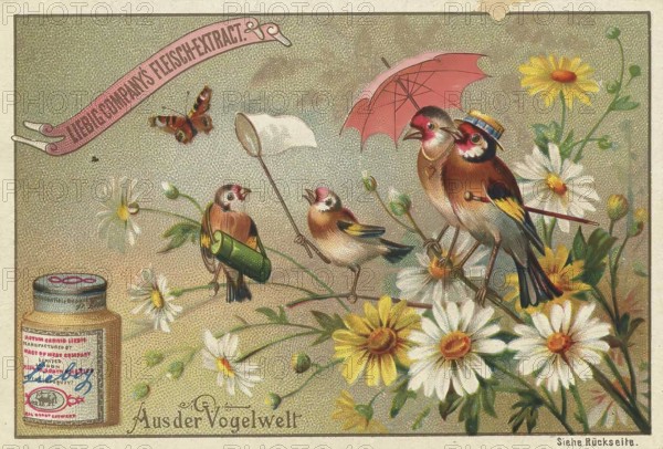 Picture series From the world of birds, birds in the summer resort, bird family, Liebig picture,