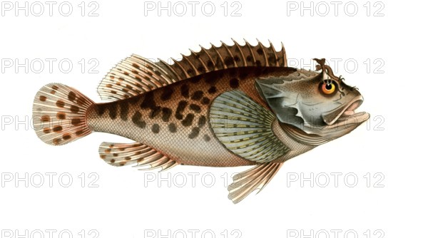 Fish, Fish, Fish genus from the scorpionfish family, Scorpaena porcus, Historical, digitally