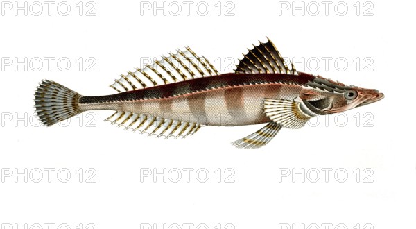 Fish, Fish, Fish genus from the bullhead family, Cottus Scaber, the spiny line, Historical,