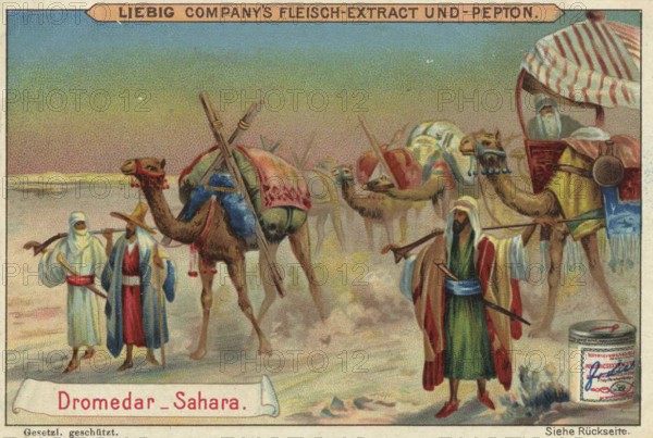 Picture series Animals of the Lands, Dromedary from the Sahara, Liebig picture, digitally restored