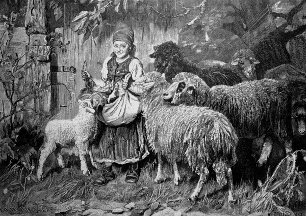 Sheep harassing a girl who has food in her apron, illustration from 1887, historical, digital