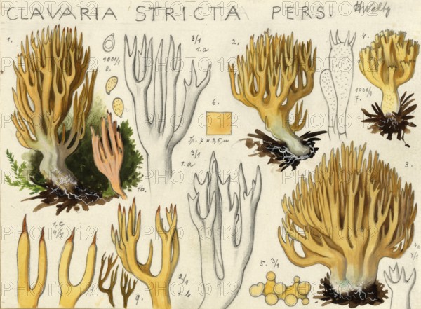Mushroom, Mushrooms, Stiff coral, Ramaria stricta, Corallium stricta, authentic reproduction of an
