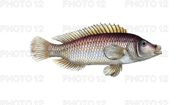 Fish, fish, fish genus from the snapper family Lutjanus linckii, the linkian lutian, The Lutian of