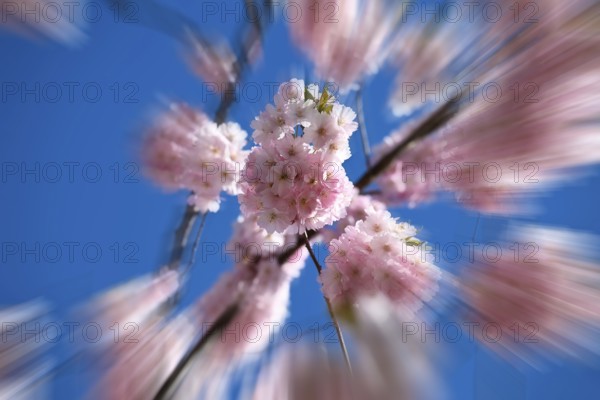 Japanese Cherry, Oriental Cherry, Japanese Cherry Tree, Japanese Blossom Cherry Tree (Prunus