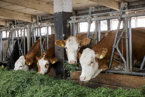 Oberlausitz, Saxony, Germany - Cattle eat fresh grass in the barn, the animals on this farm are