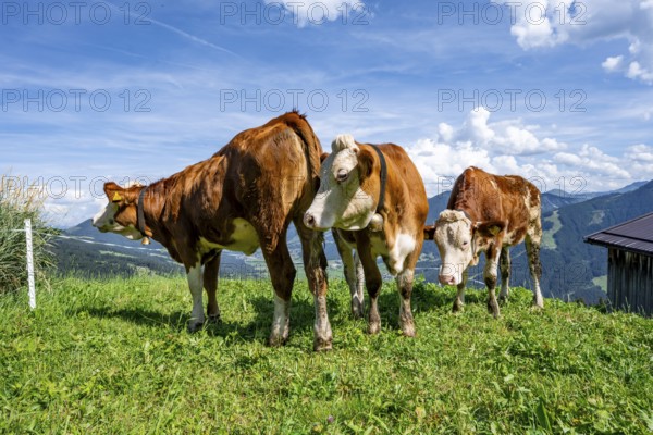 Three calves (Bos primigenius taurus), cows on an alpine meadow, Simmental cattle, Hochbrixen,