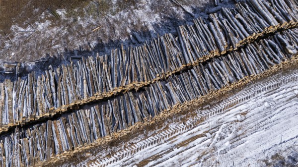 Tree trunks stored after cutting and before being transported to the pulp mill. Region of La